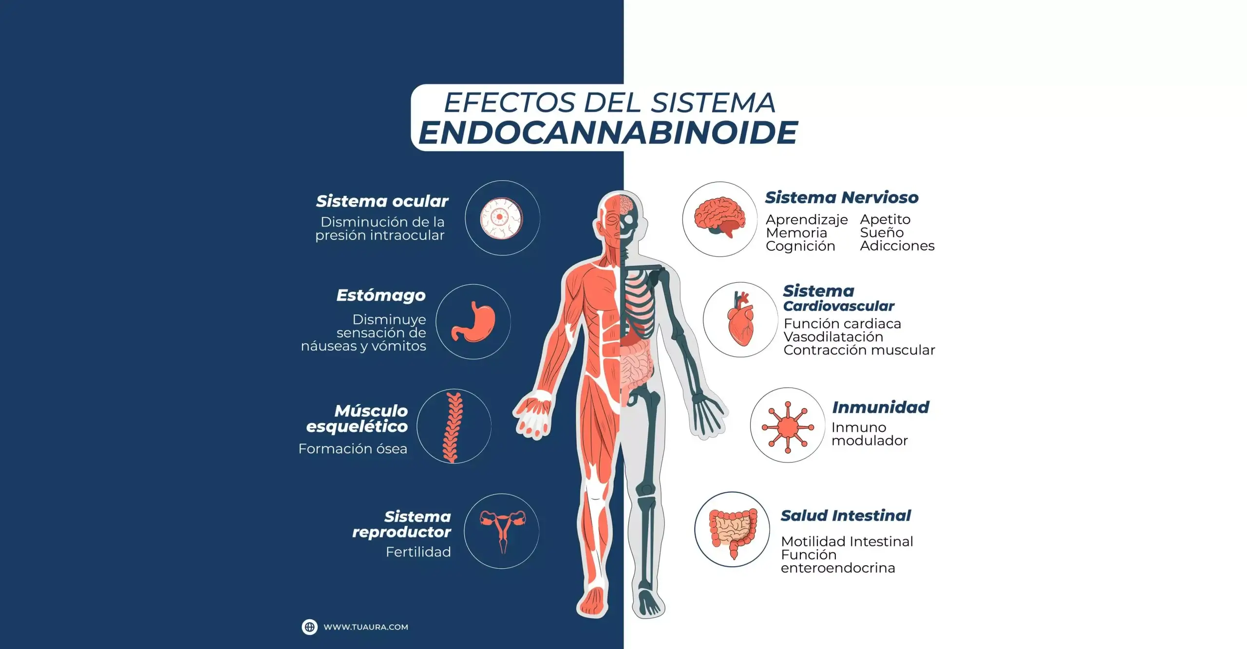 Efectos del Sistema Endocannabinoide